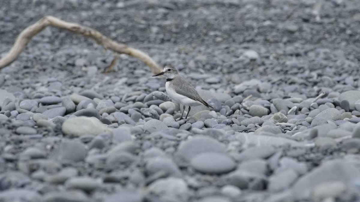 Wrybill - ML645249186