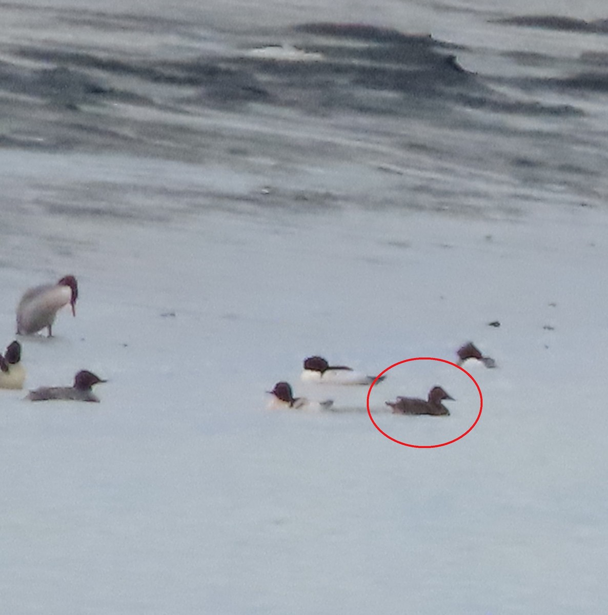 Büyük Elmabaş - ML645249187