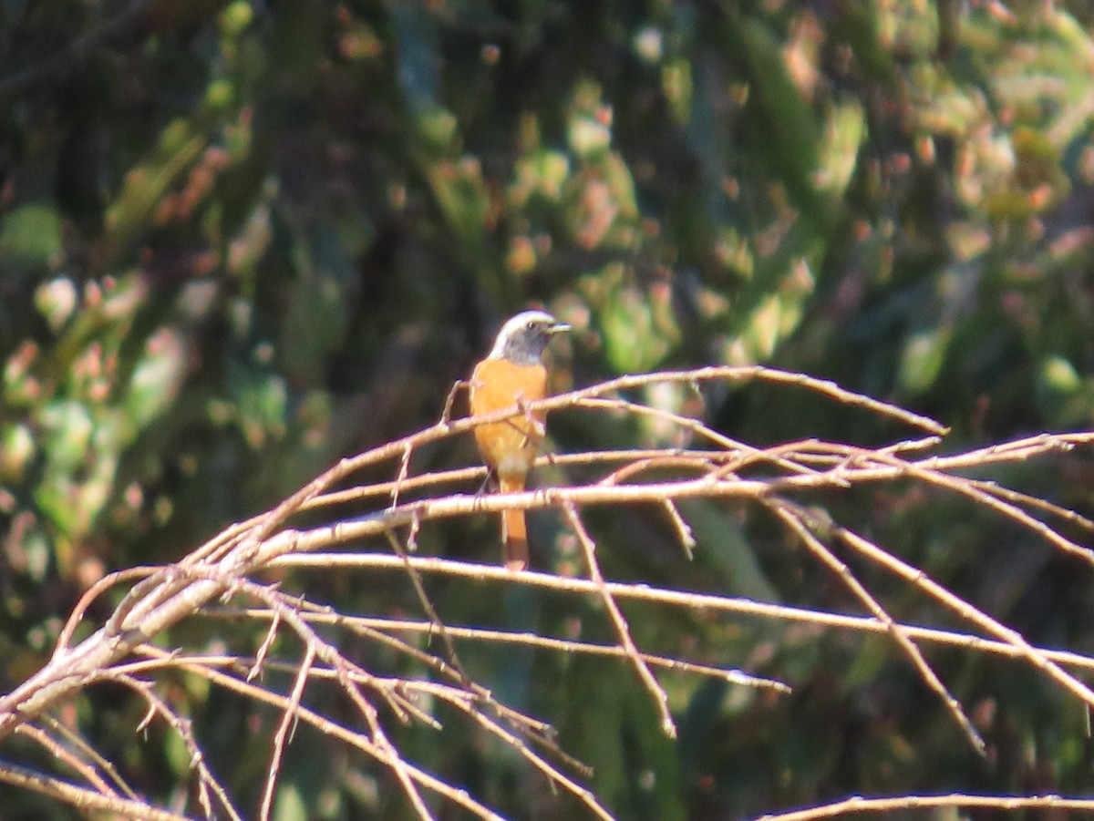 Daurian Redstart - ML645249191