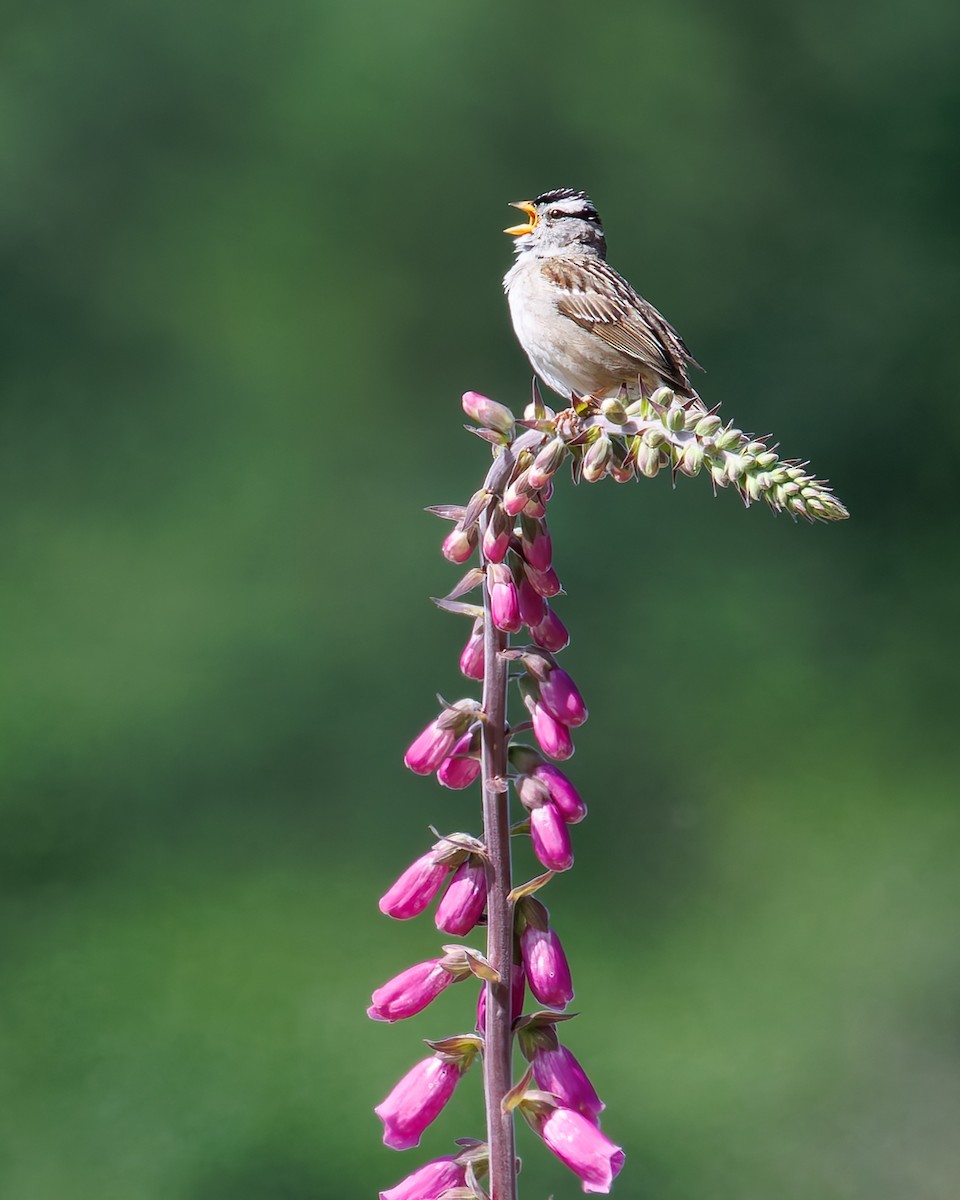 Porsuk Serçesi - ML645249193