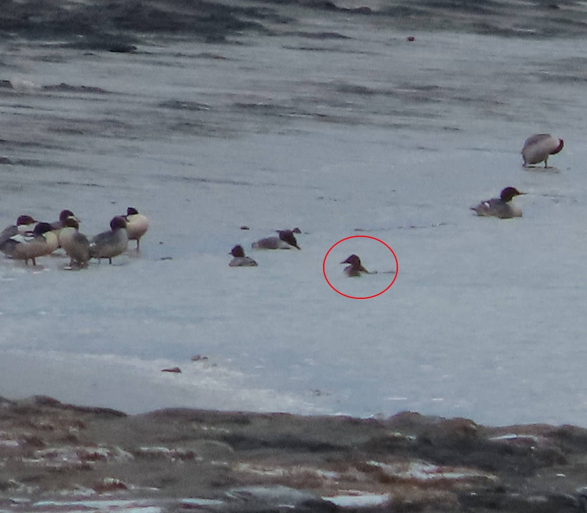 Büyük Elmabaş - ML645249195