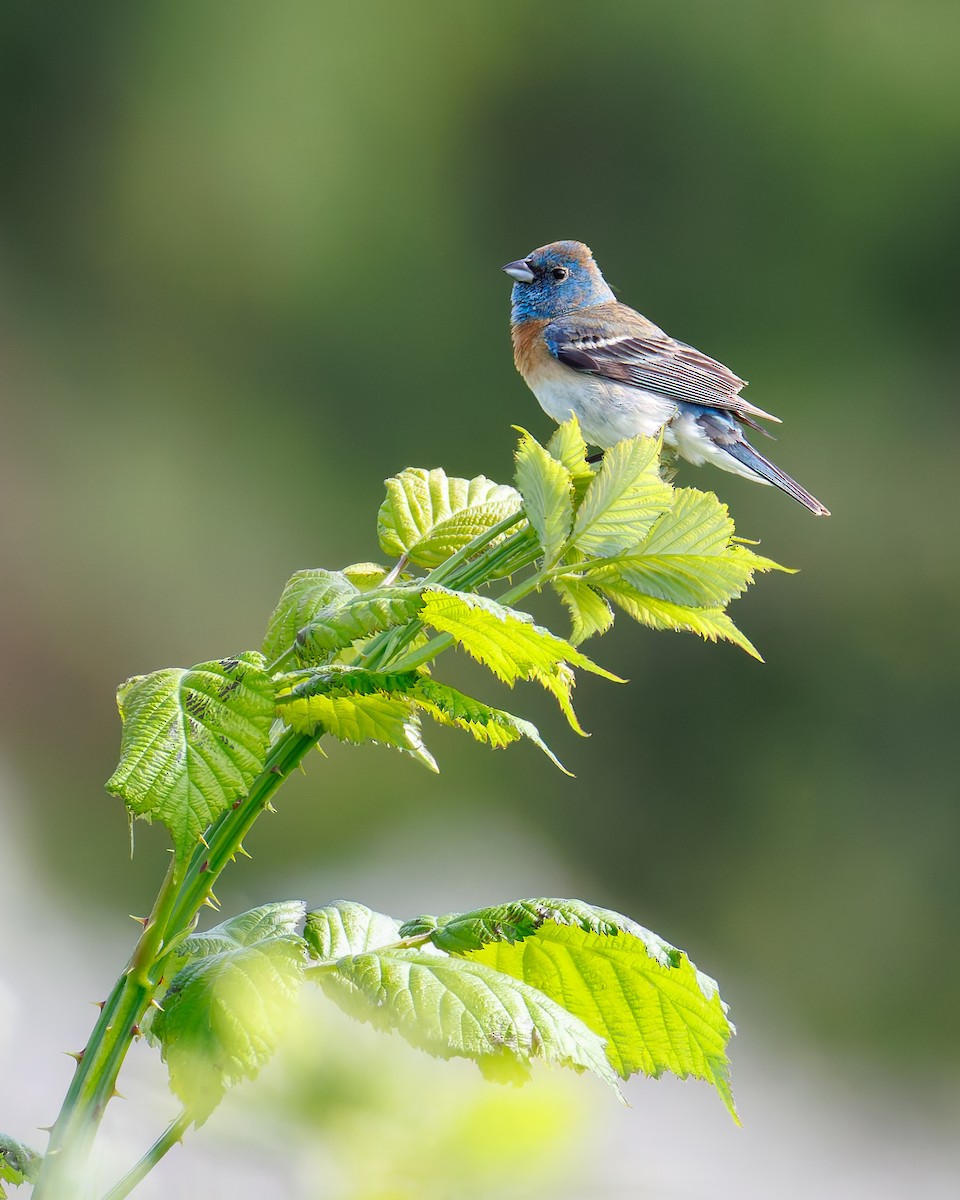Лазурный колорин - ML645249197