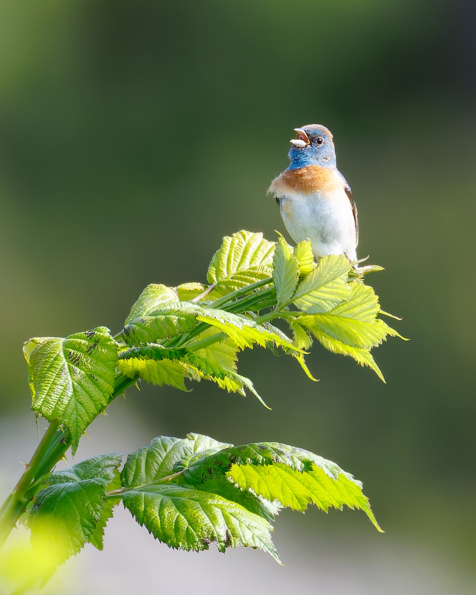 Лазурный колорин - ML645249198