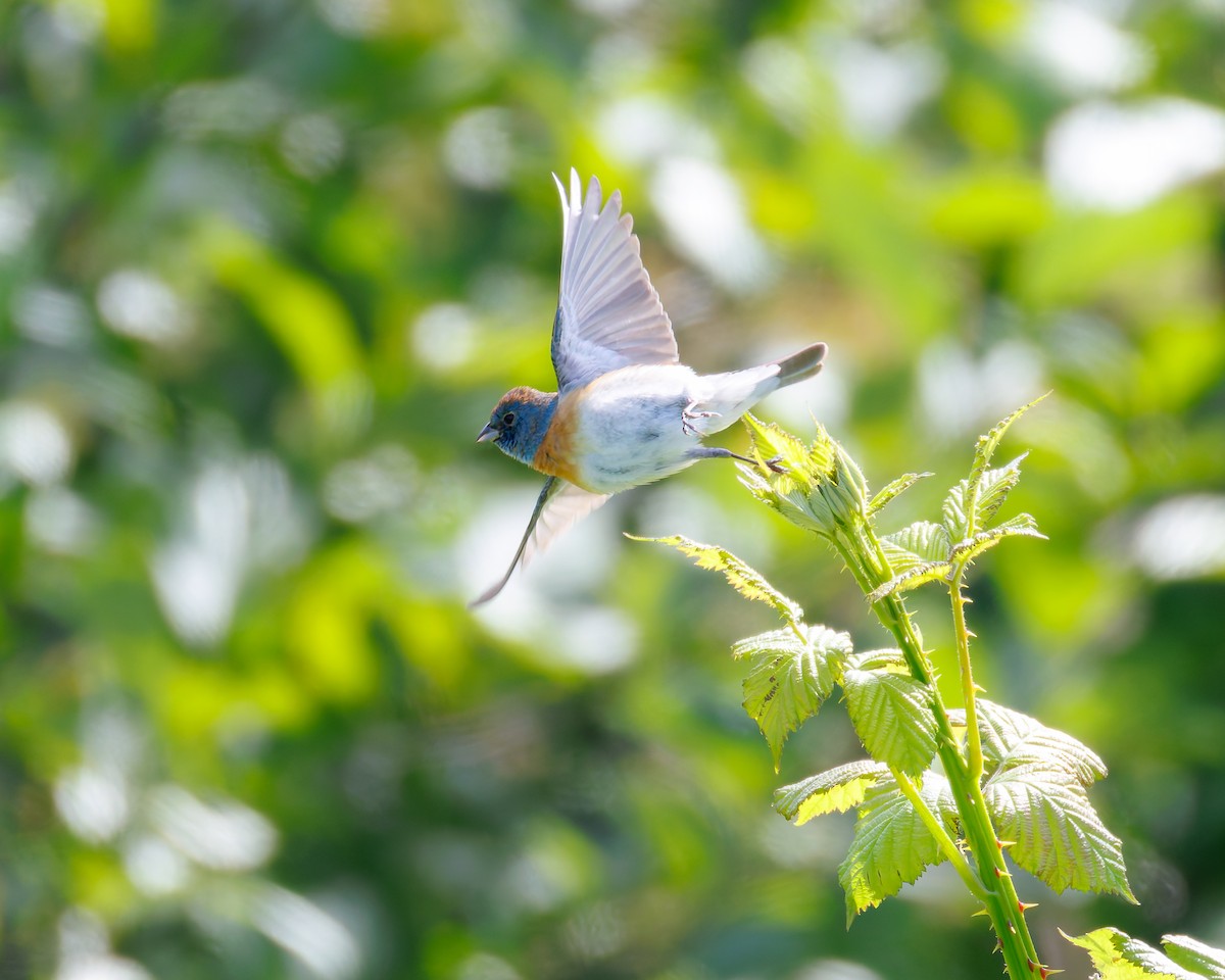 Лазурный колорин - ML645249199