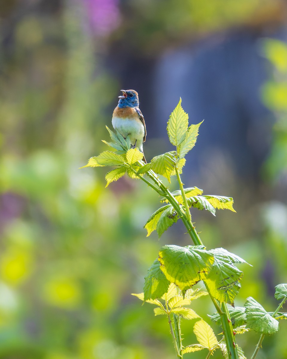 Лазурный колорин - ML645249200
