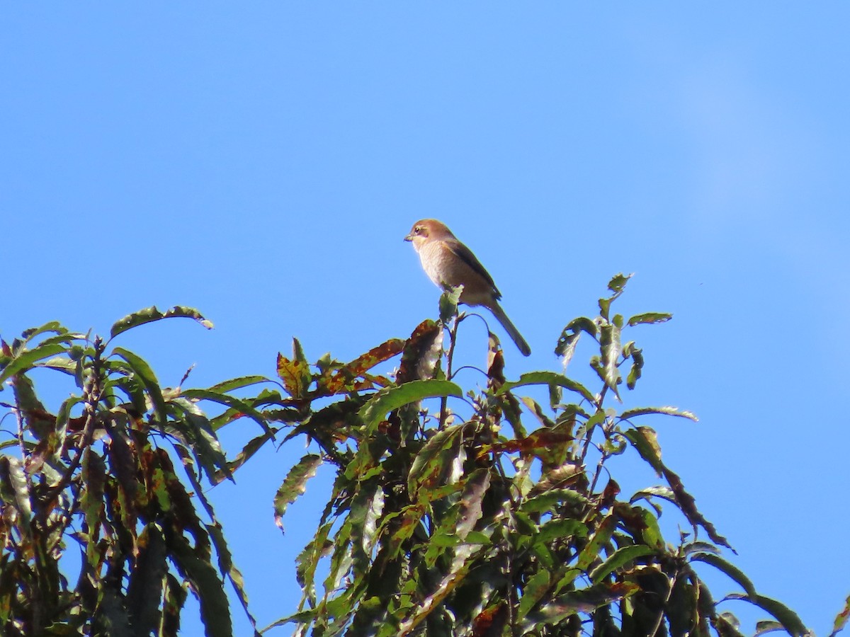 Bull-headed Shrike - ML645249203