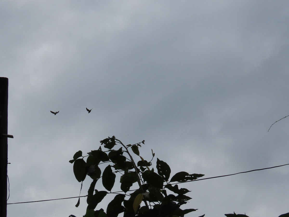 カワラバト（ドバト、家畜型） - ML645249209