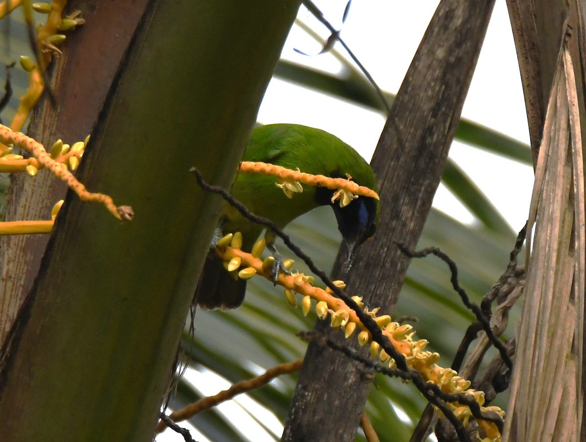 Золотолобая листовка - ML645249229