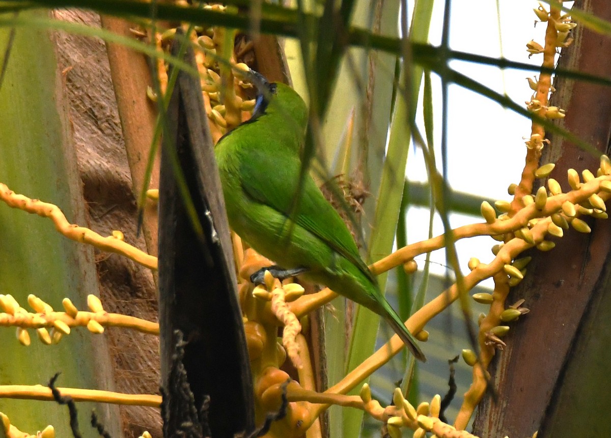 Золотолобая листовка - ML645249230