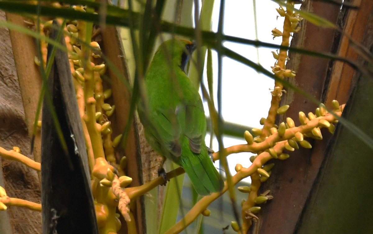 Золотолобая листовка - ML645249234