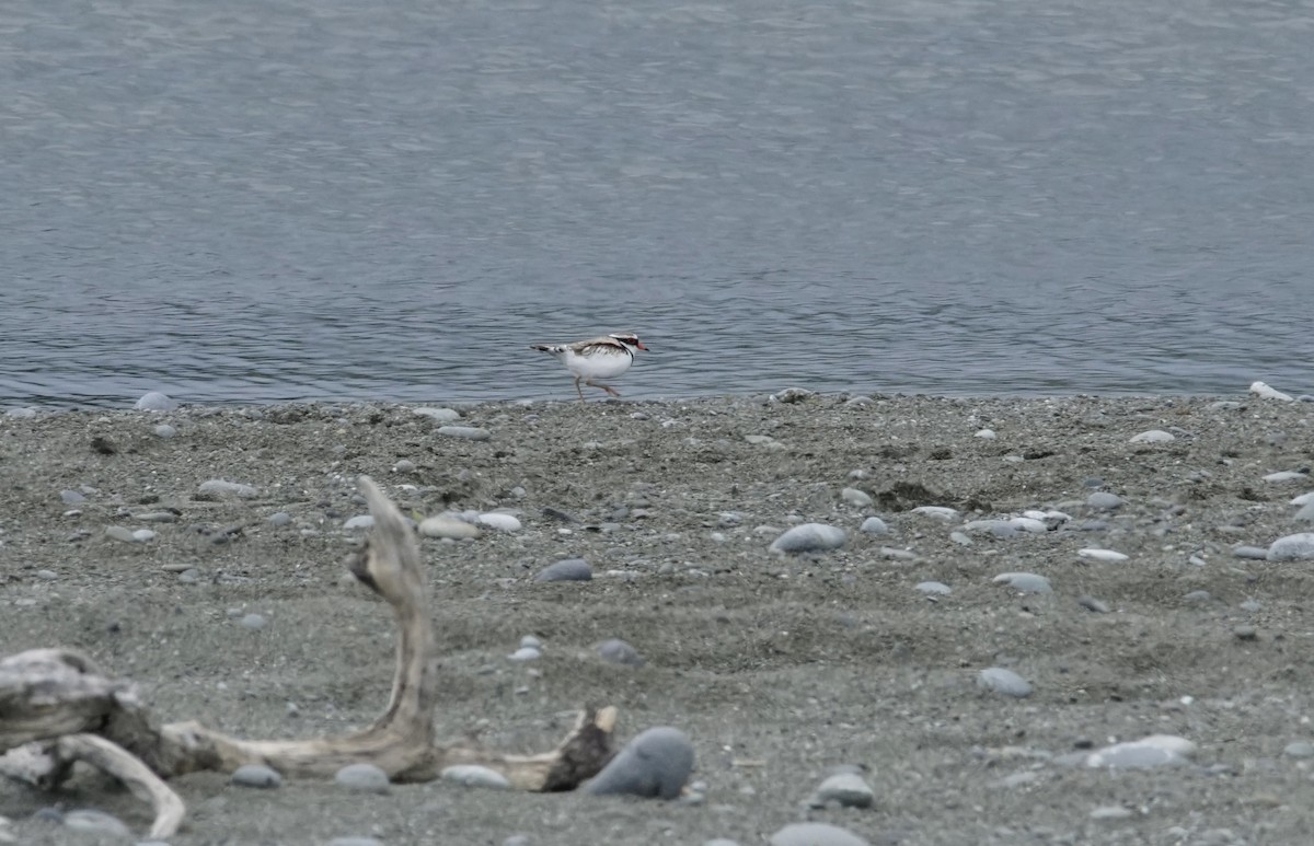Black-fronted Dotterel - ML645249243