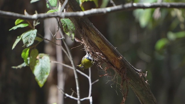 White-naped Honeyeater - ML645249248