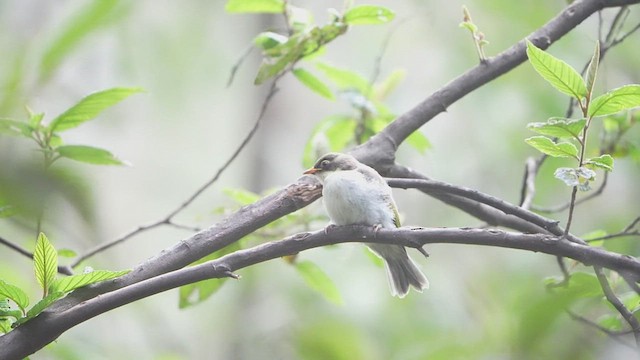 White-naped Honeyeater - ML645249249