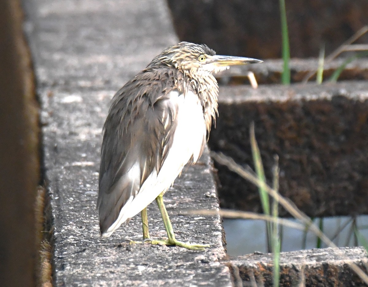 Indian Pond-Heron - ML645249251
