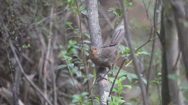 Pilotbird - ML645249252