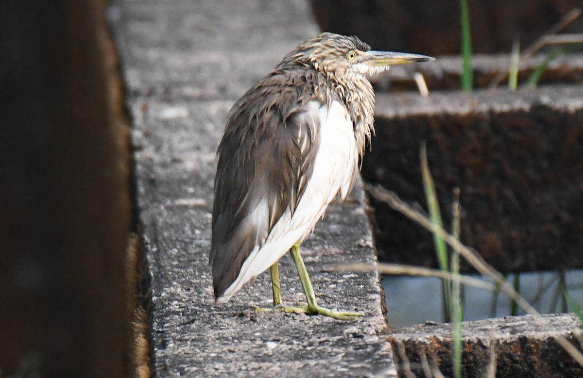 Indian Pond-Heron - ML645249254