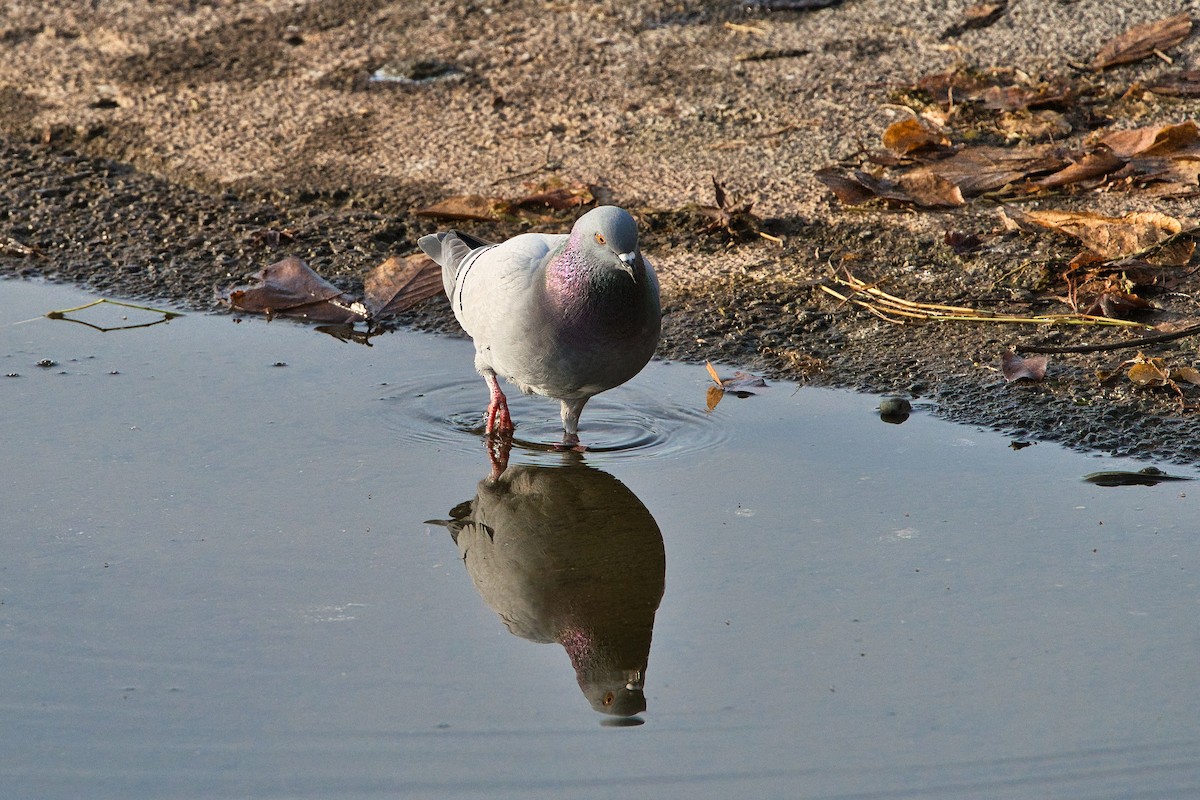 カワラバト（ドバト、家畜型） - ML645249264