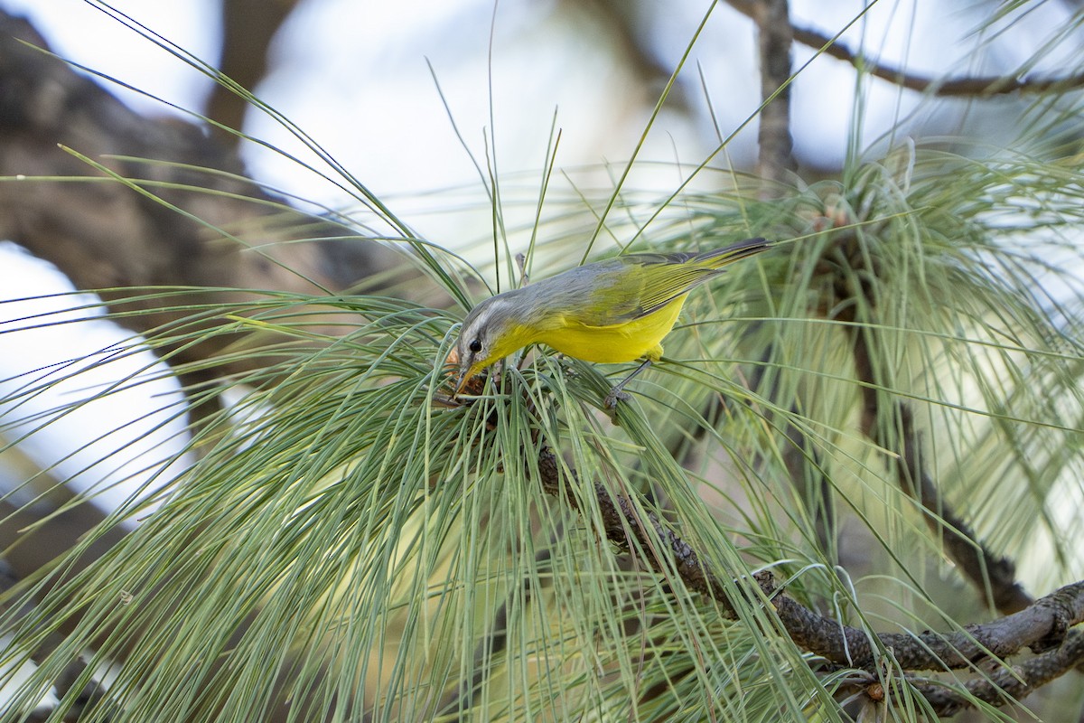 Gray-hooded Warbler - ML645249266