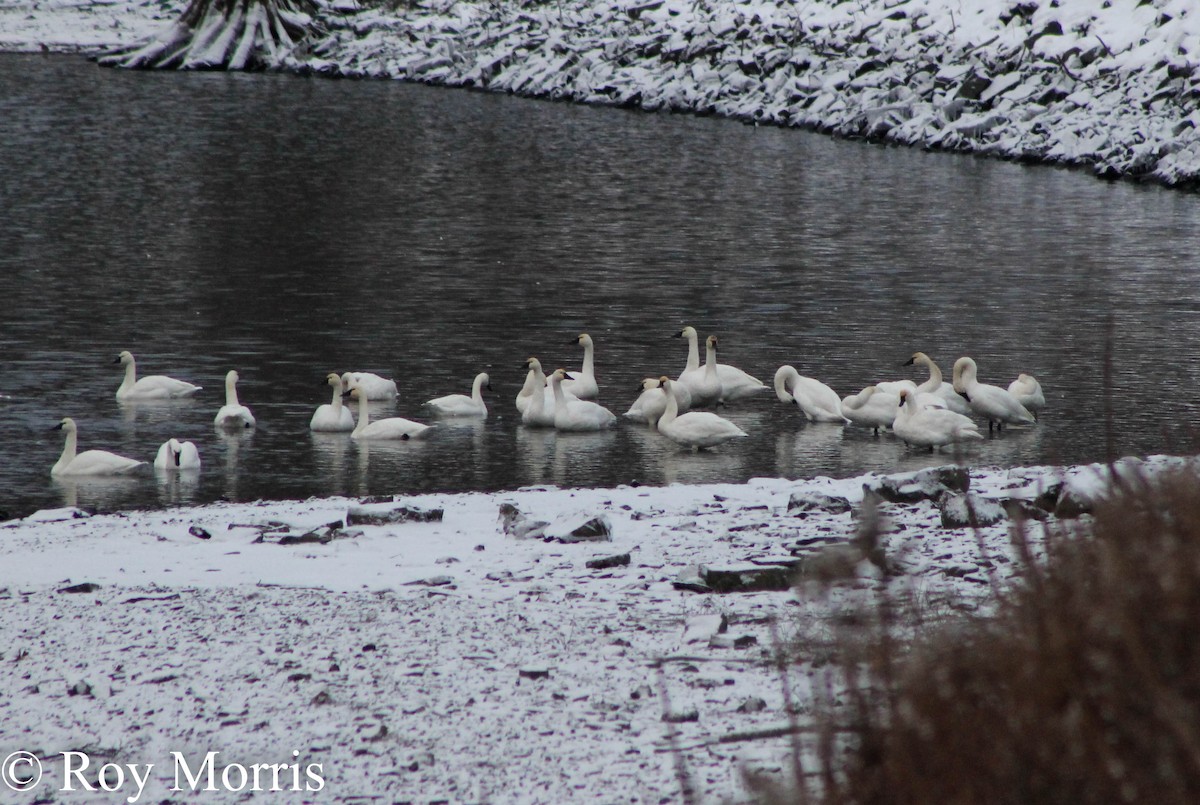Tundra Swan - ML645249268
