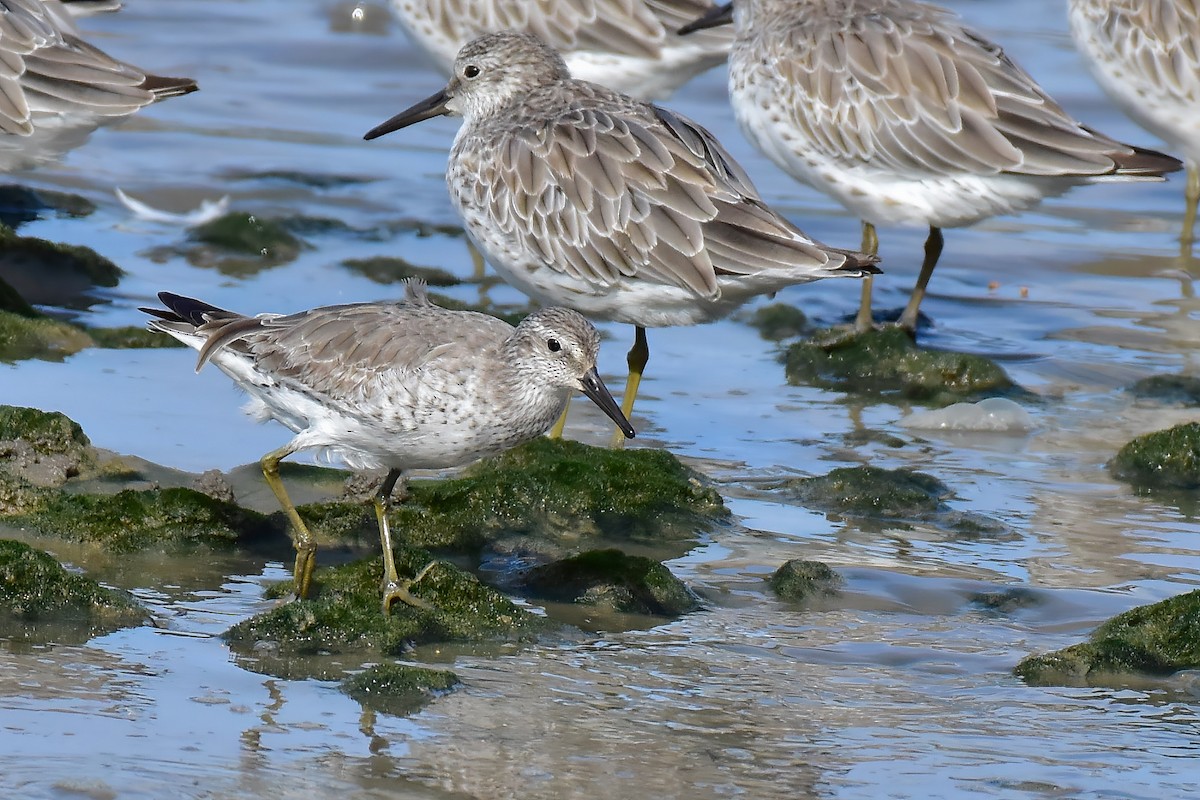 Bécasseau maubèche - ML645249273