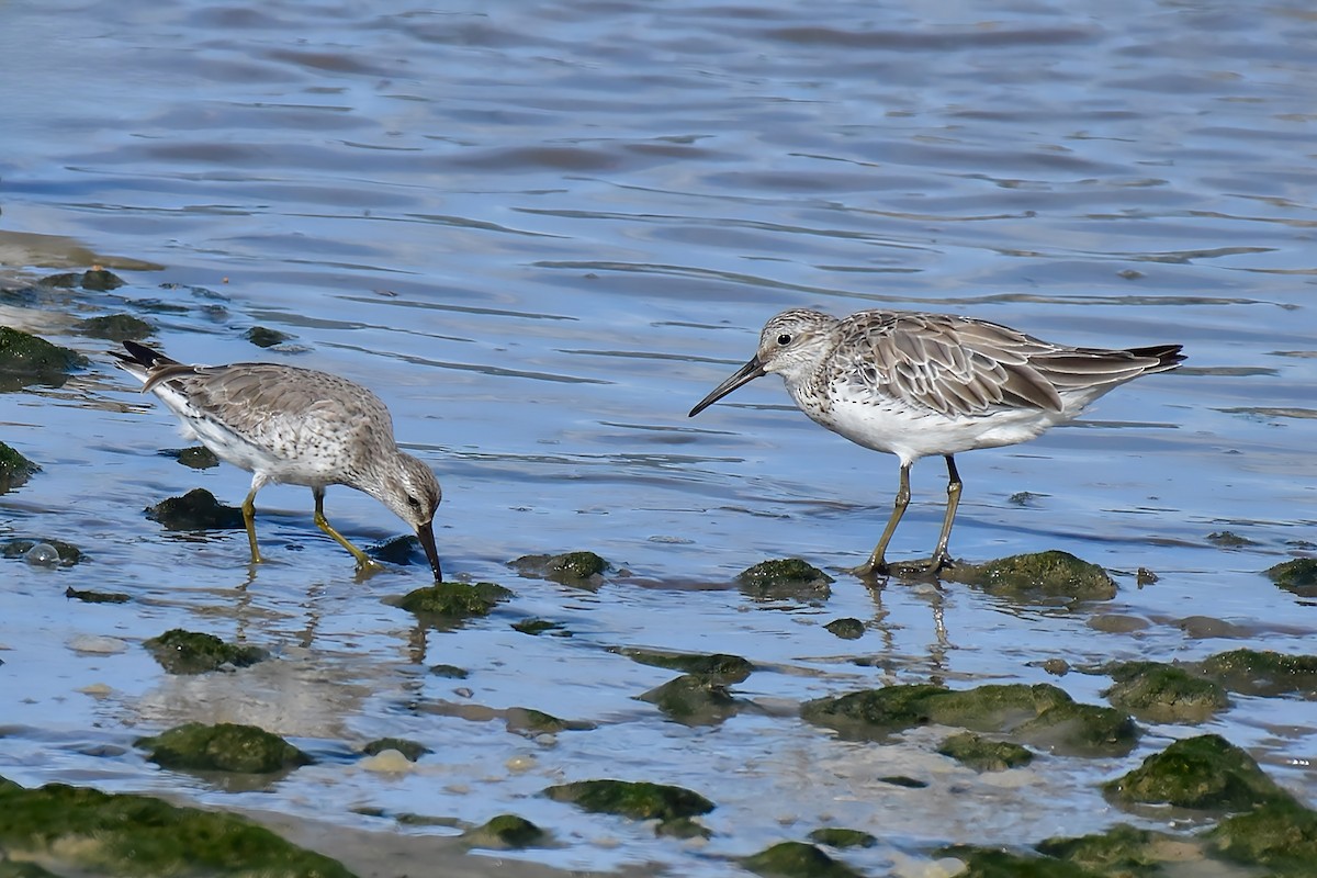 Bécasseau maubèche - ML645249274