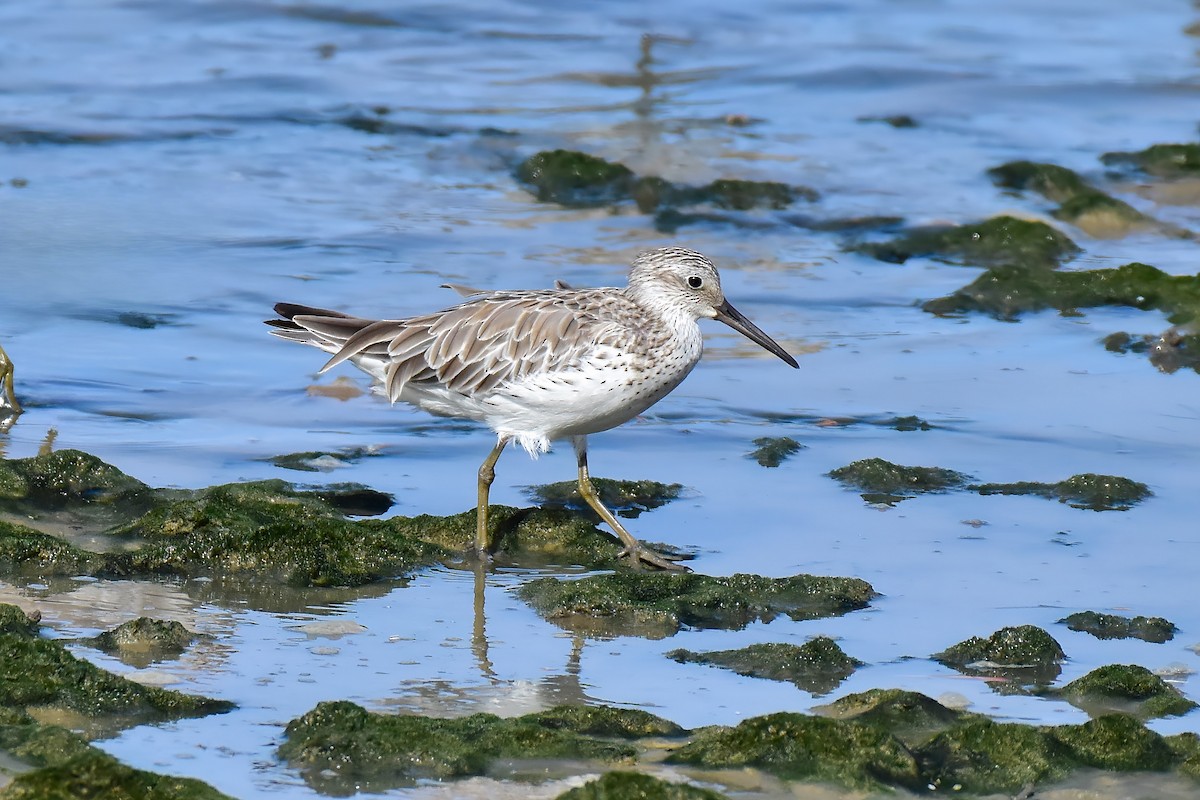 Great Knot - ML645249278