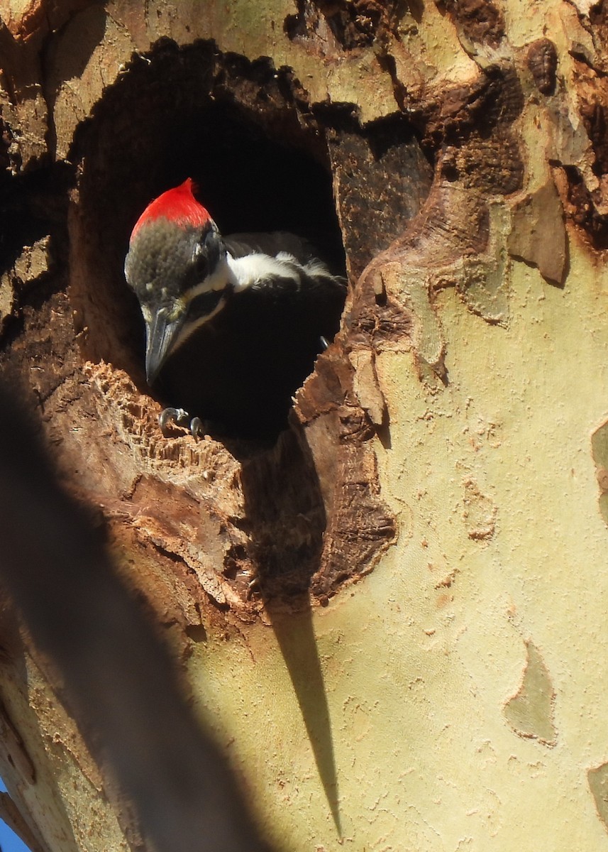 datel chocholatý - ML645249288