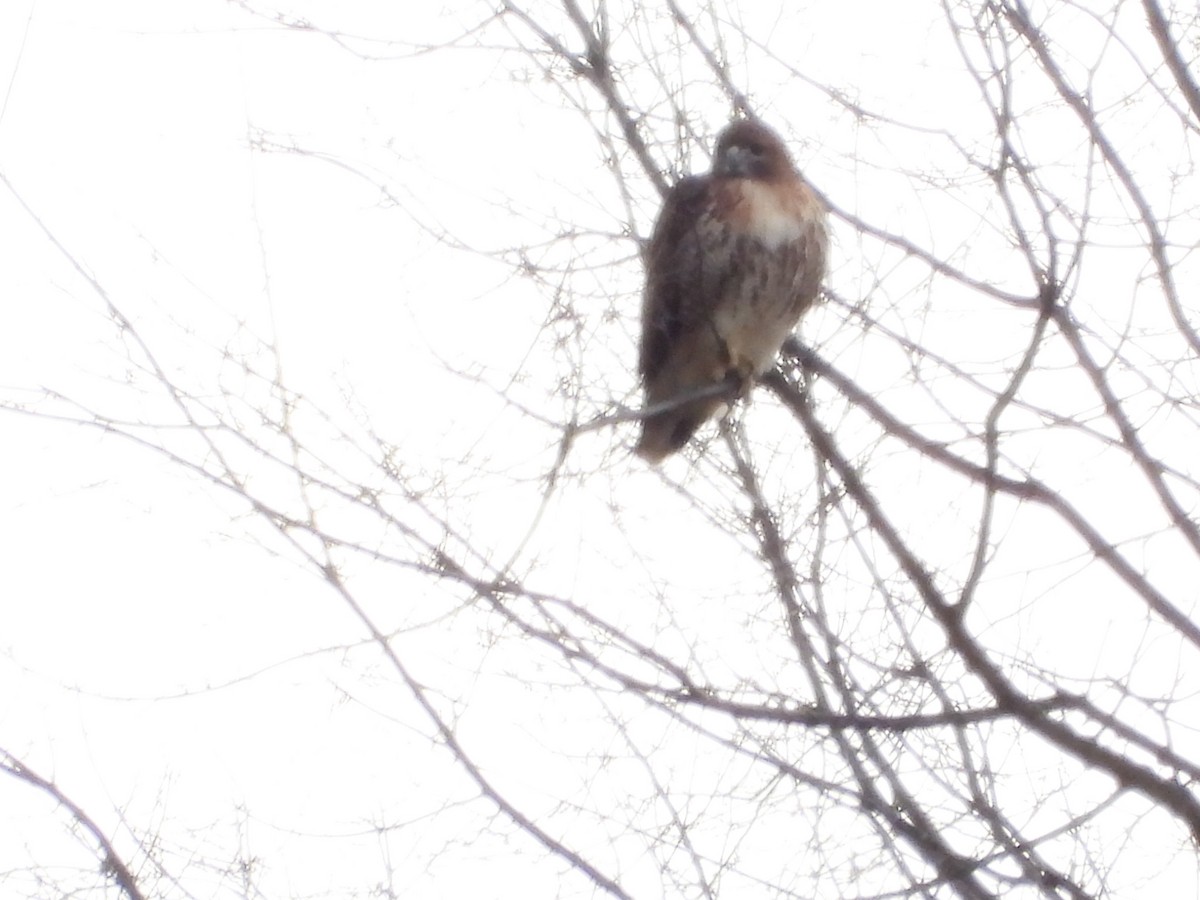 Red-tailed Hawk - ML645249289
