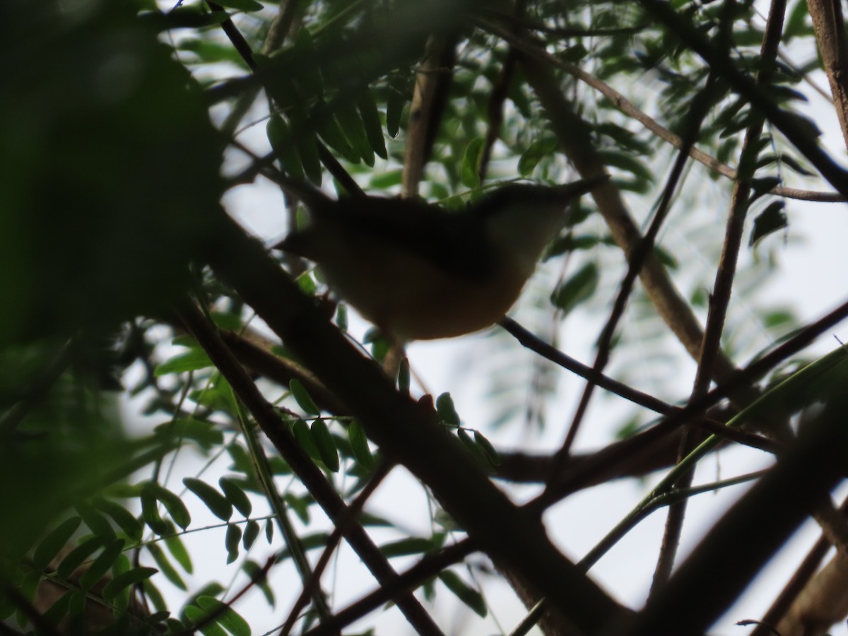 Ashy Prinia - ML645249291