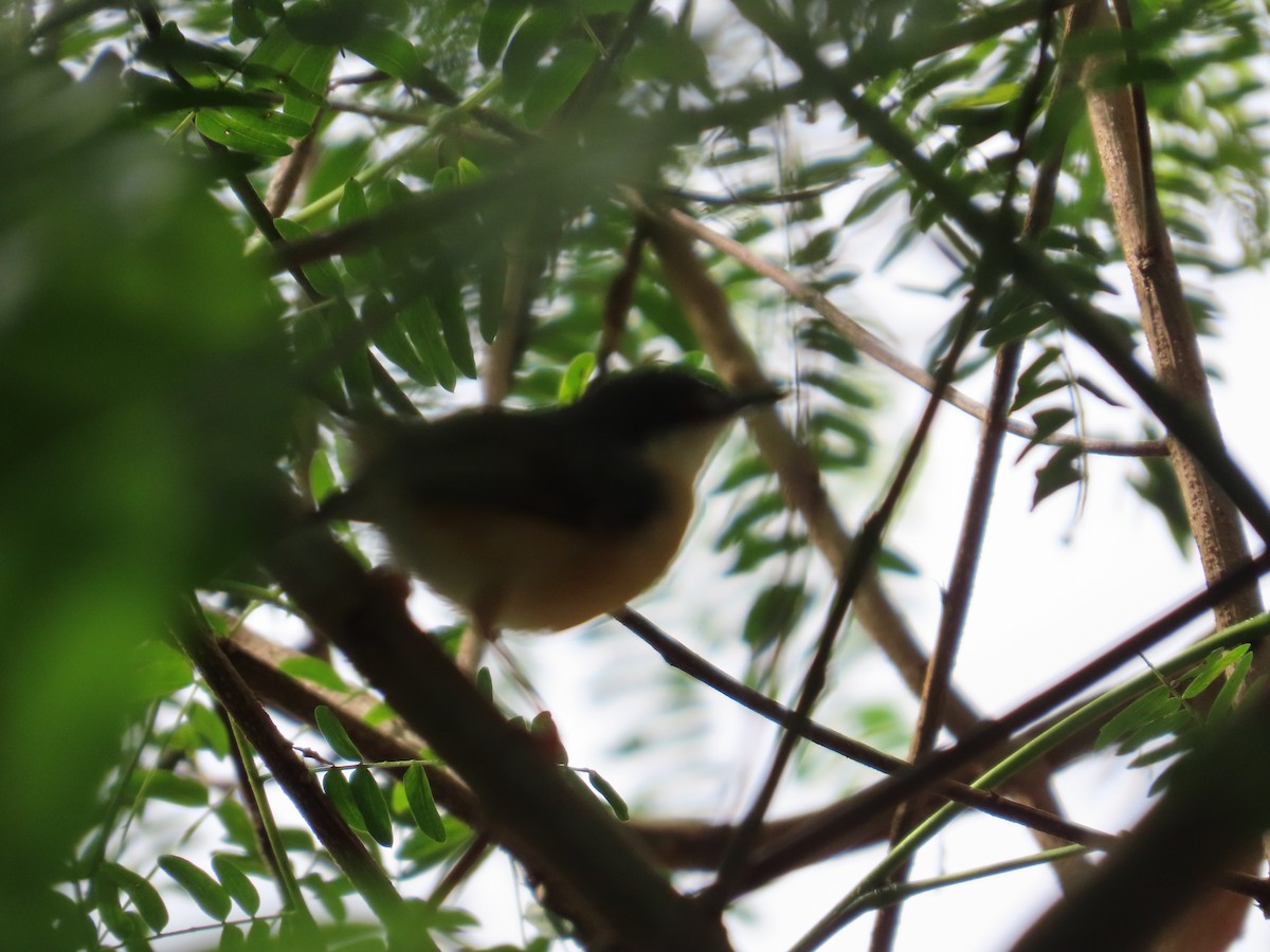 Ashy Prinia - ML645249292