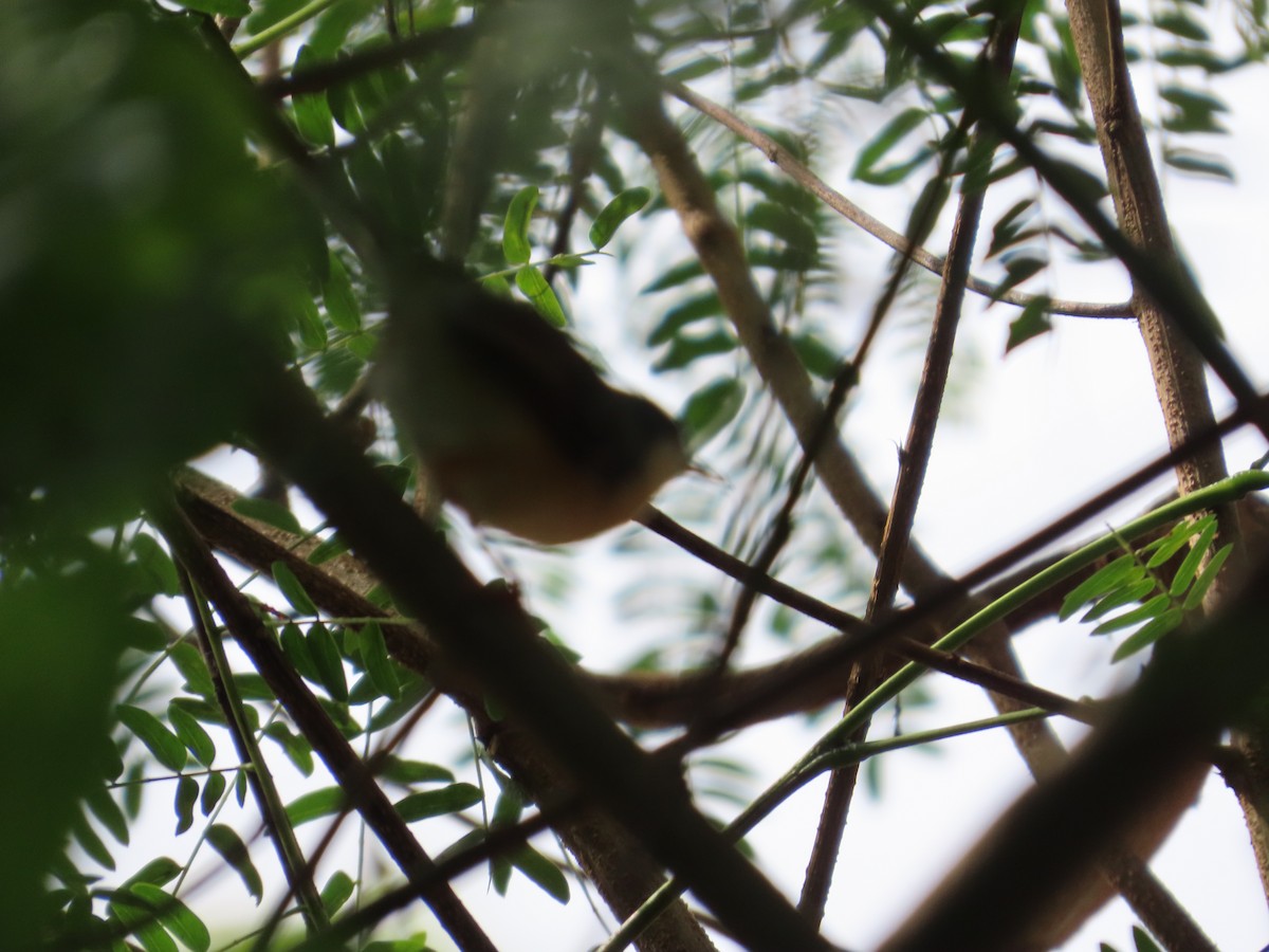 Ashy Prinia - ML645249293