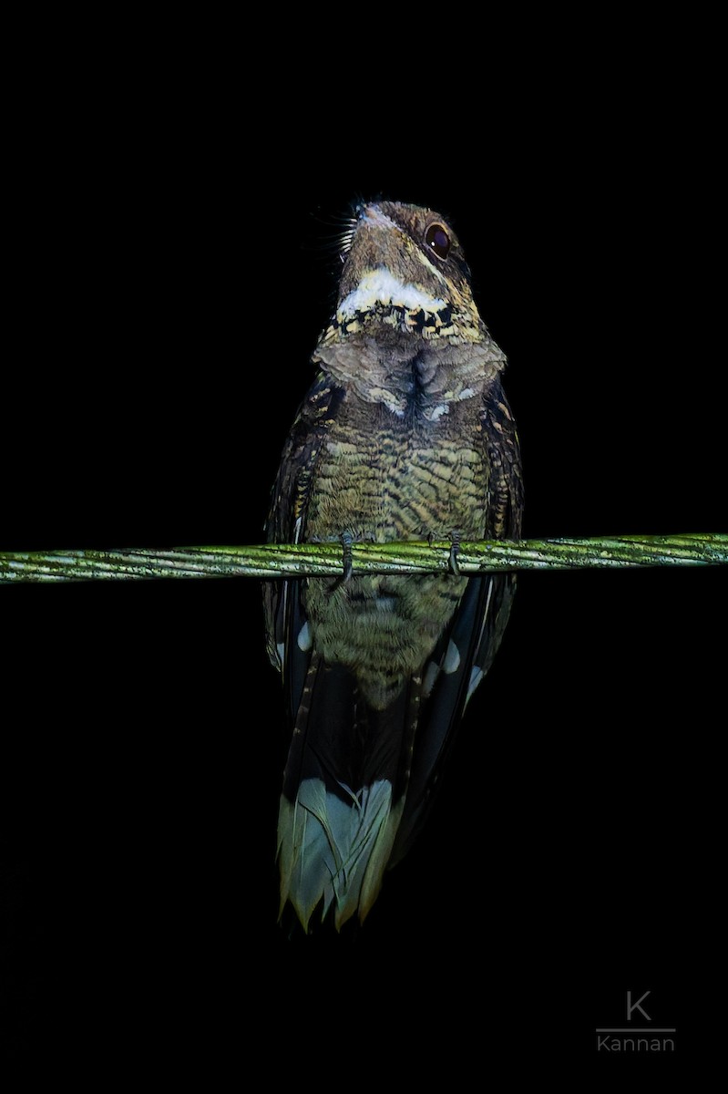 Jerdon's Nightjar - ML645249315