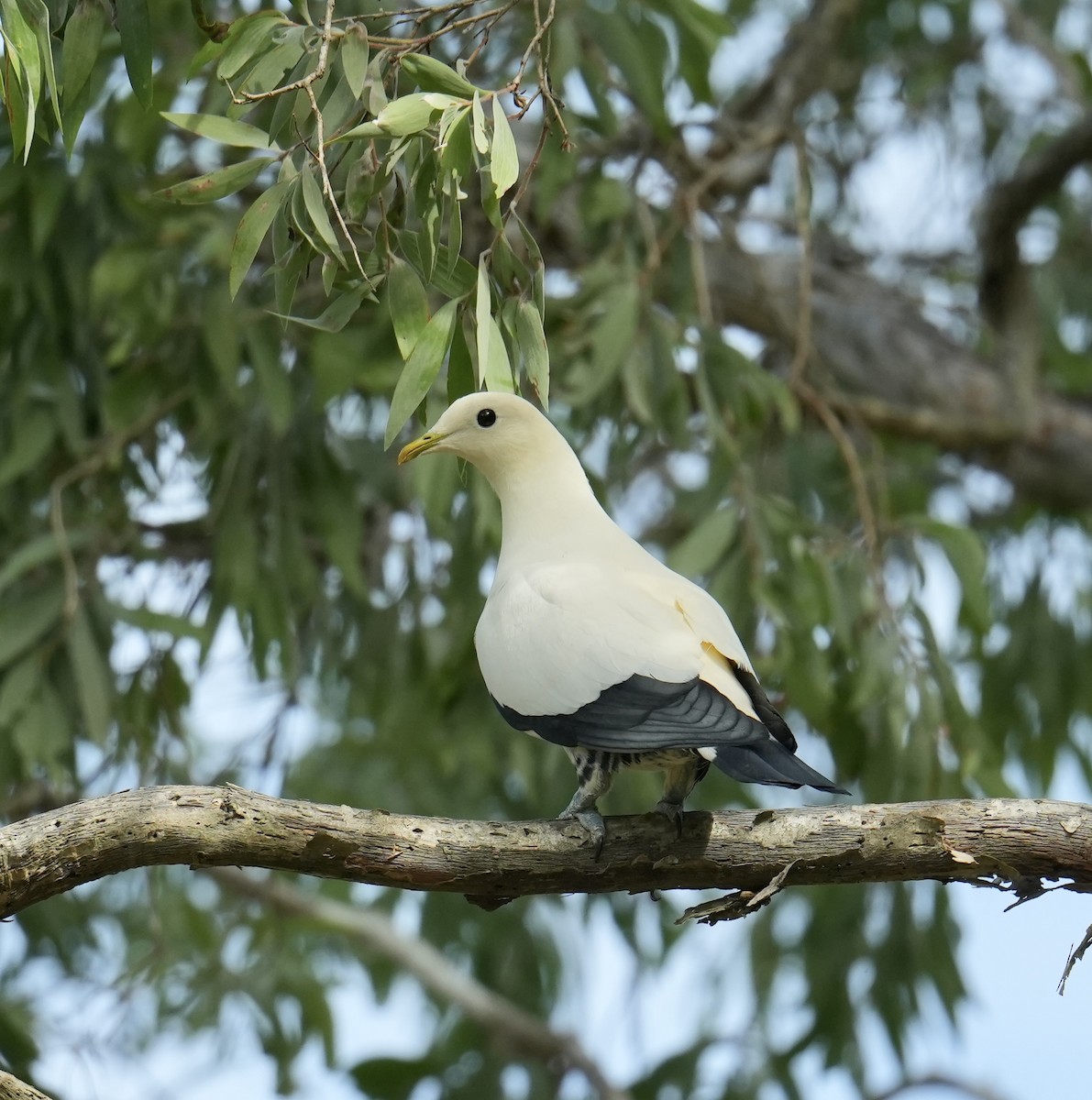 Carpophage argenté - ML645249337