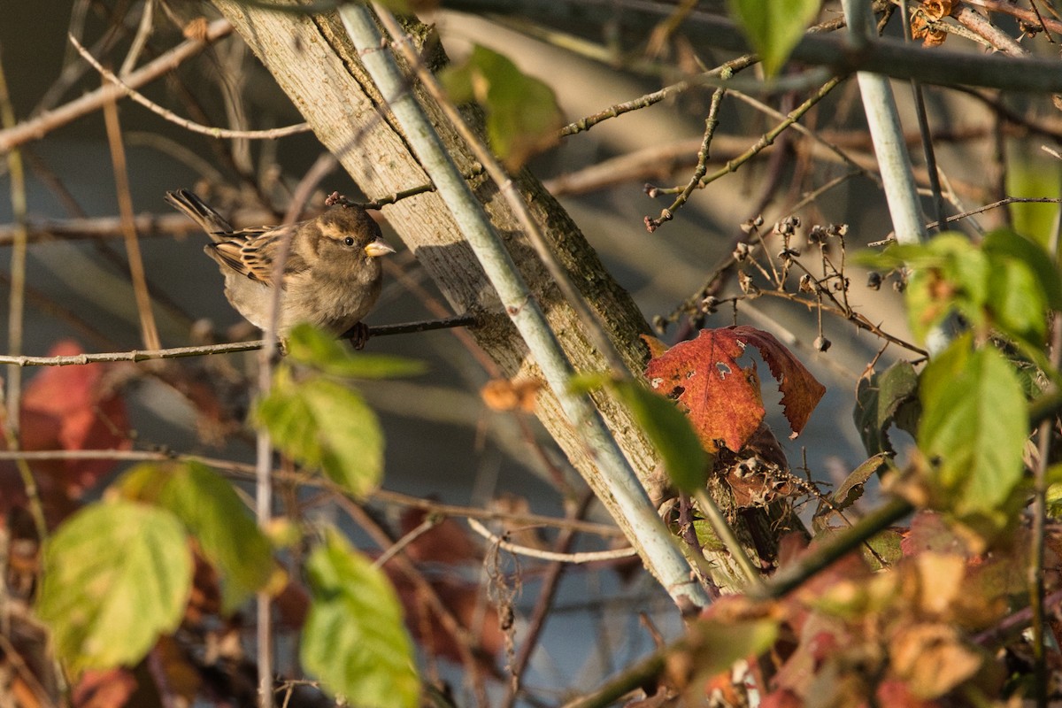 Italian Sparrow - ML645249338