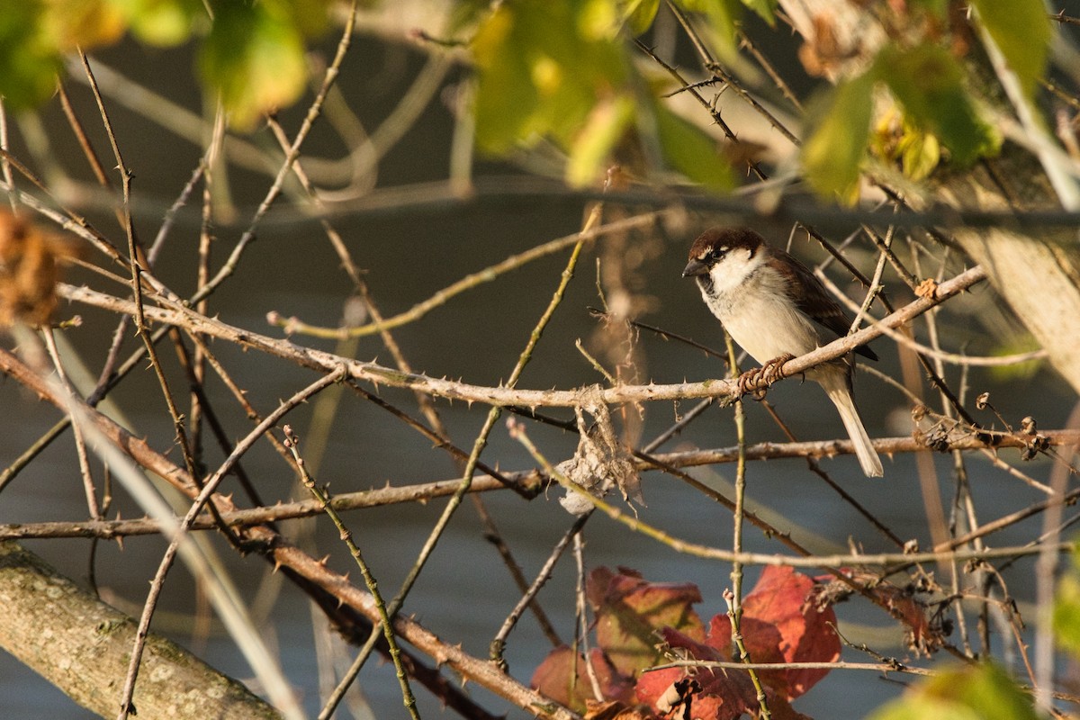 Italian Sparrow - ML645249339
