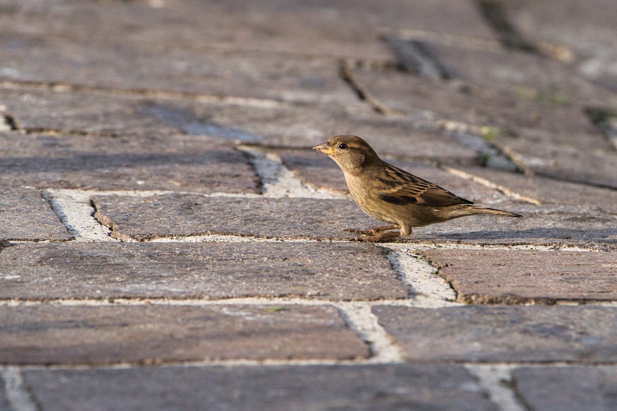 Italian Sparrow - ML645249340
