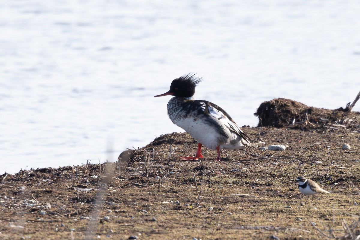 Serreta Mediana - ML645249368