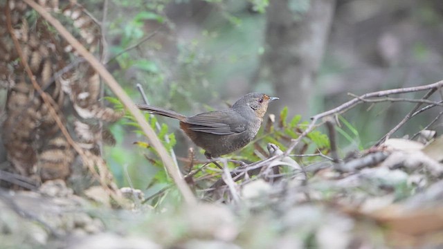 Pilotbird - ML645249373