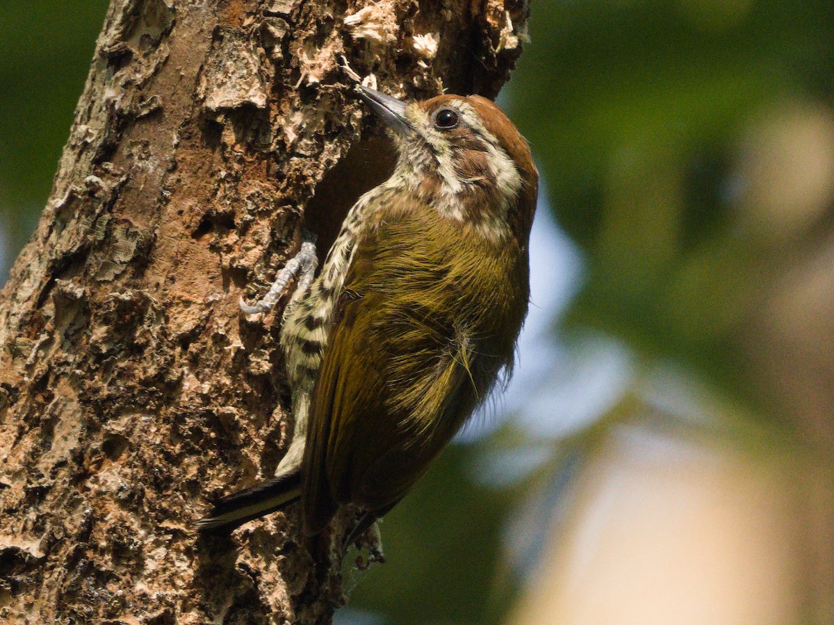 Speckled Piculet - ML645249378