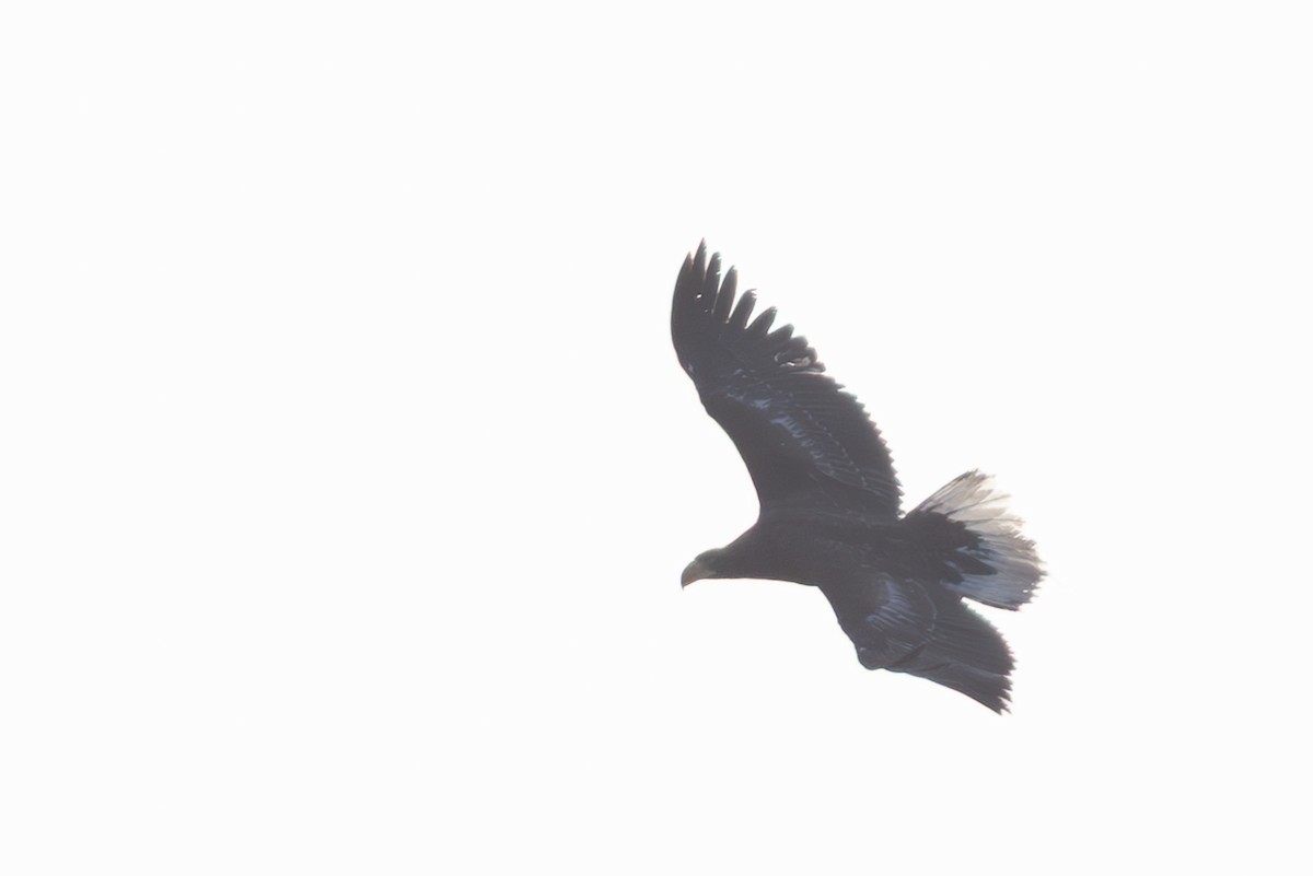 Steller's Sea-Eagle - ML645249381