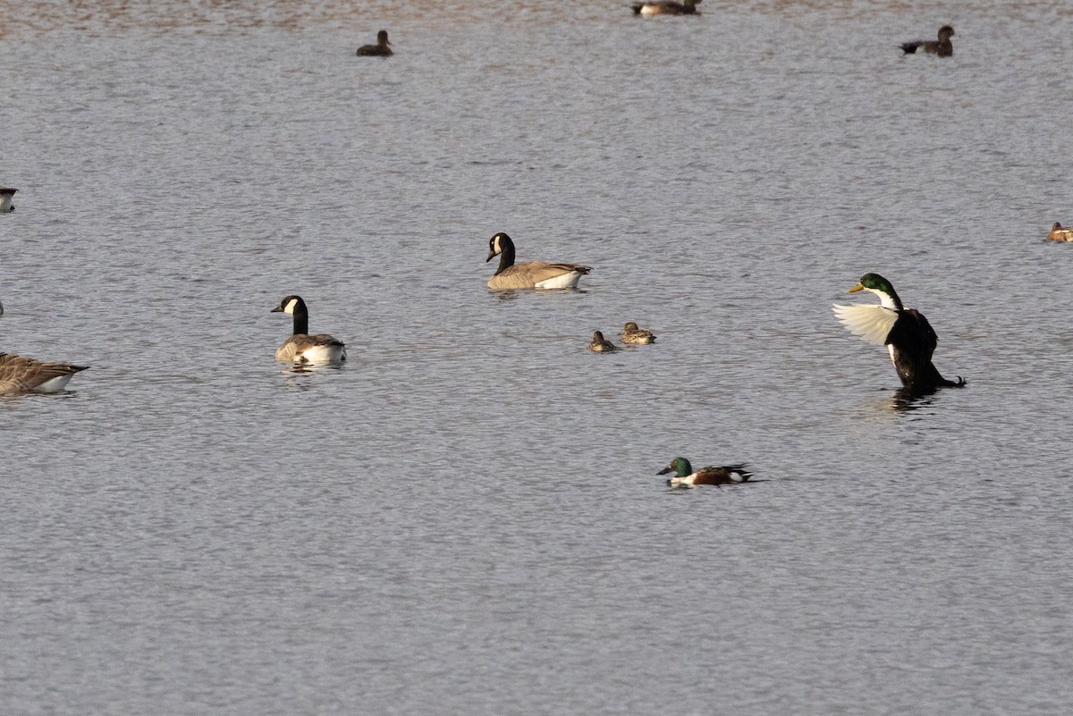 Mallard (Domestic type) - ML645249418