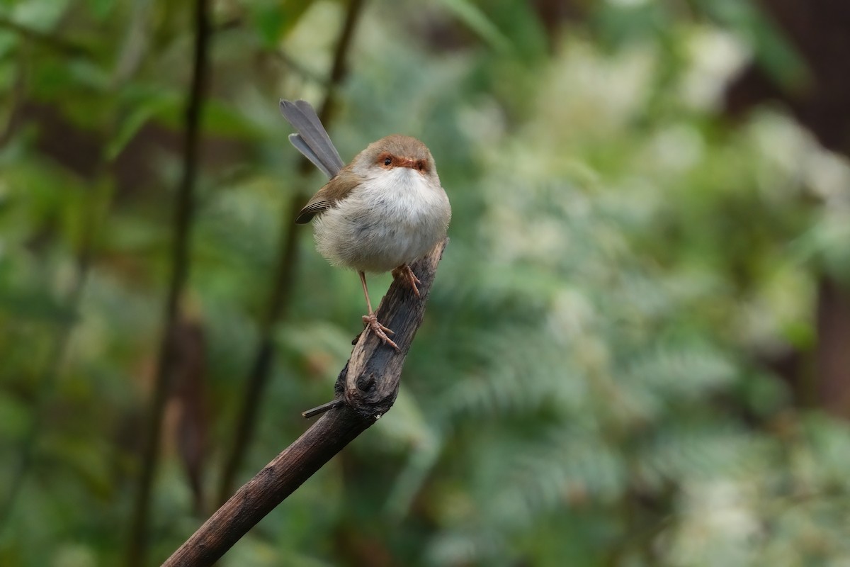 Maluro Soberbio - ML645249422