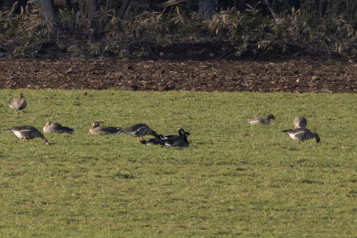 berneška malá (ssp. leucopareia) - ML645249424