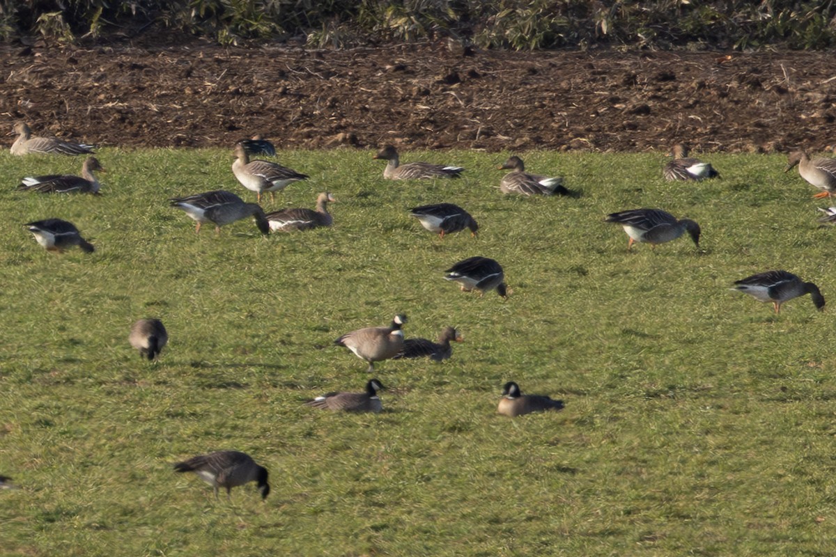 berneška malá (ssp. leucopareia) - ML645249427