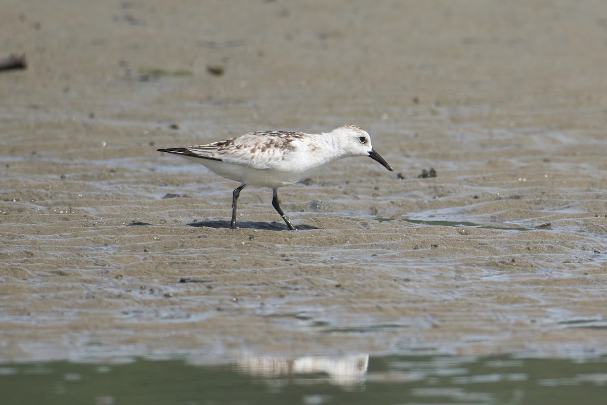 Sanderling - ML645249430