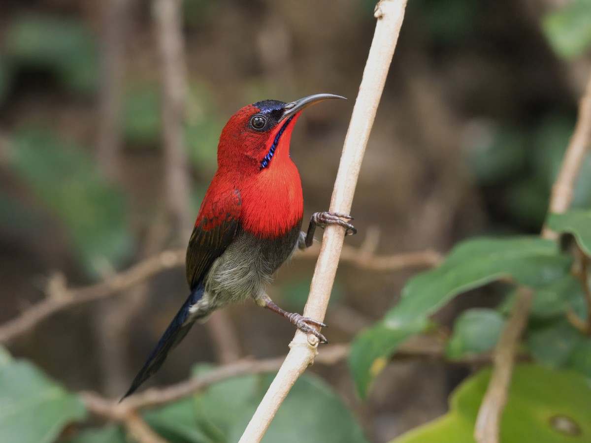 Crimson Sunbird - ML645249448
