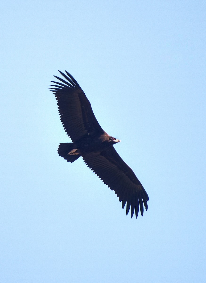 sup hnědý - ML645249462