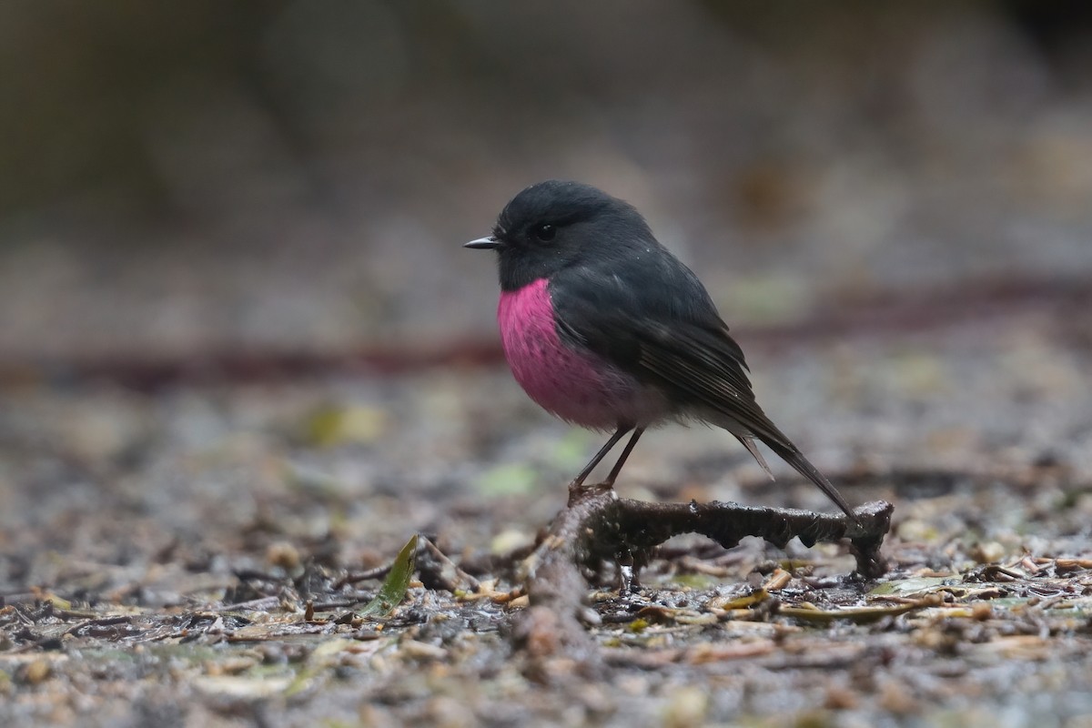 Petroica Encarnada - ML645249471