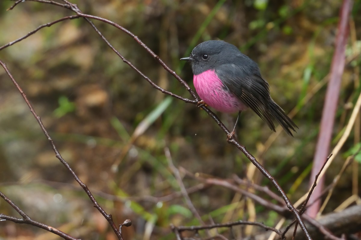 Petroica Encarnada - ML645249472