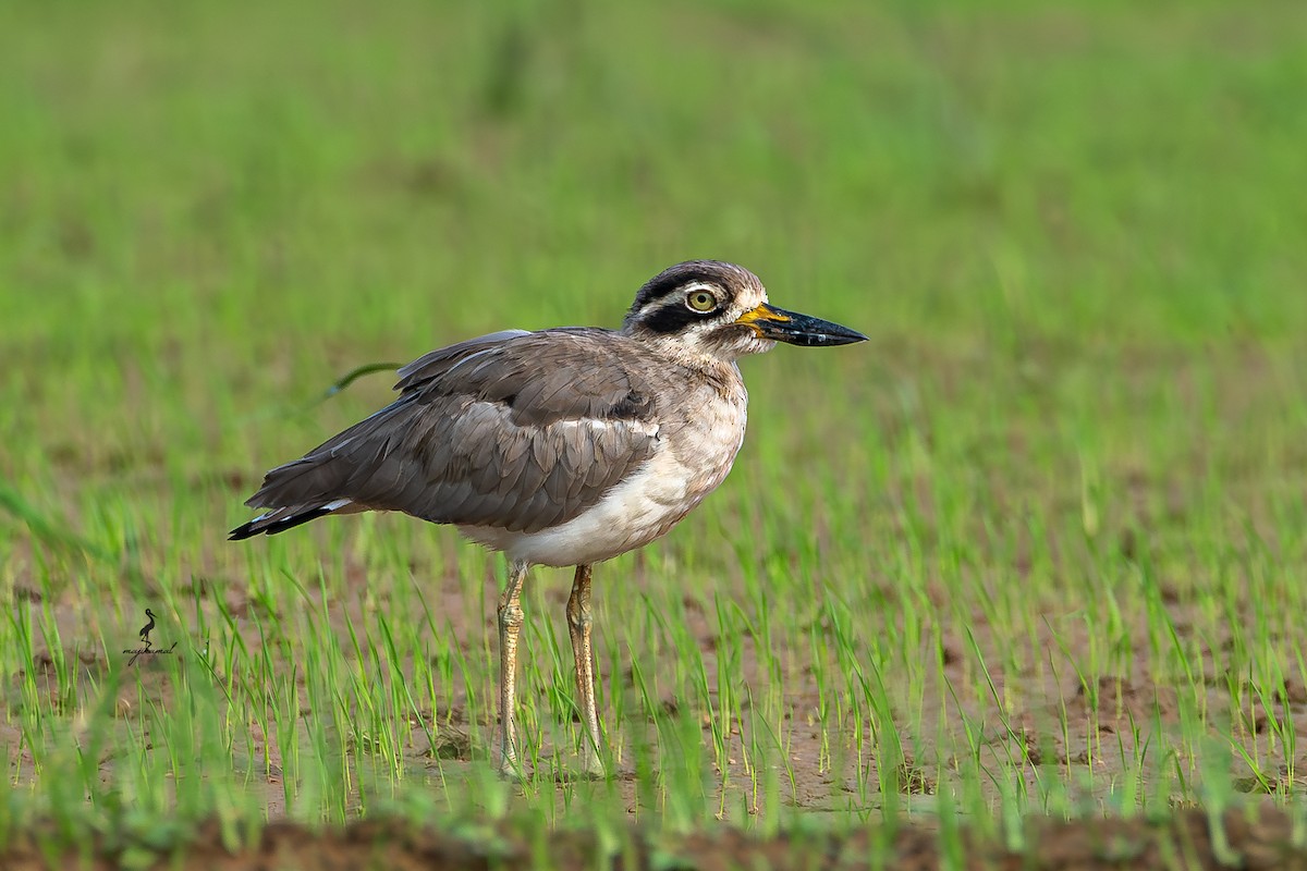 Great Thick-knee - ML645249480